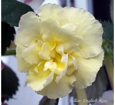Ахіменес Єллоу Інгліш Роуз (Ahimenes 'Yellow English Rose')